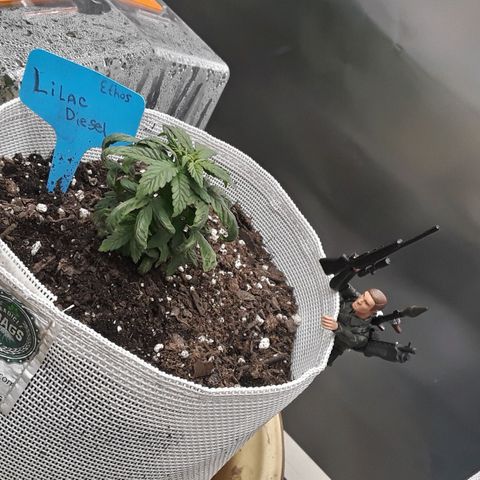 Lilac Diesel  growlog timeline photo