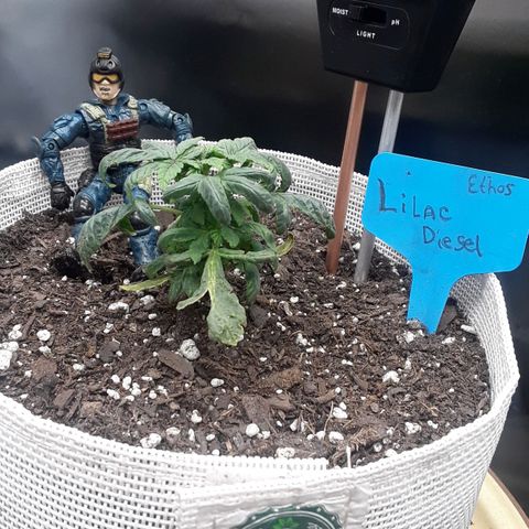 Lilac Diesel  growlog timeline photo
