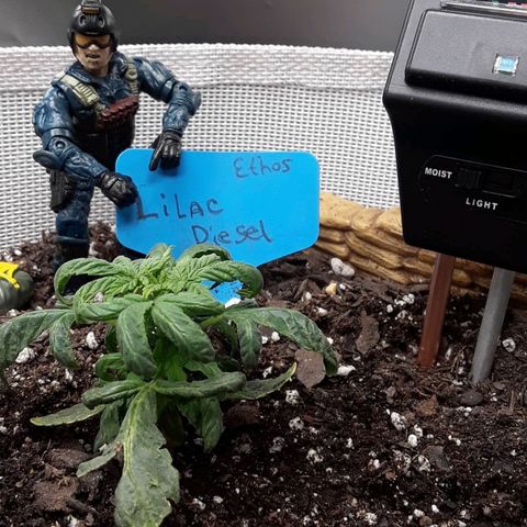 Lilac Diesel  growlog timeline photo