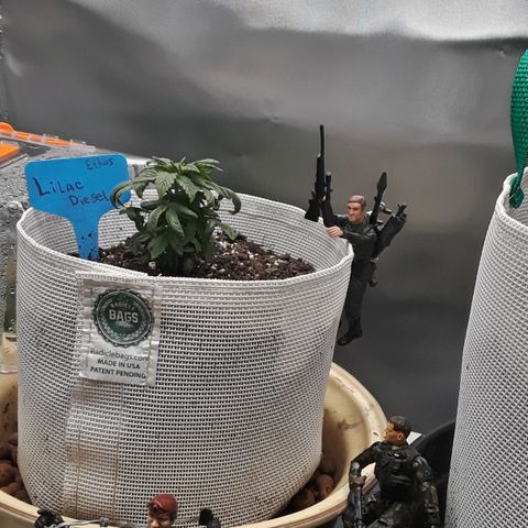 Lilac Diesel  growlog timeline photo