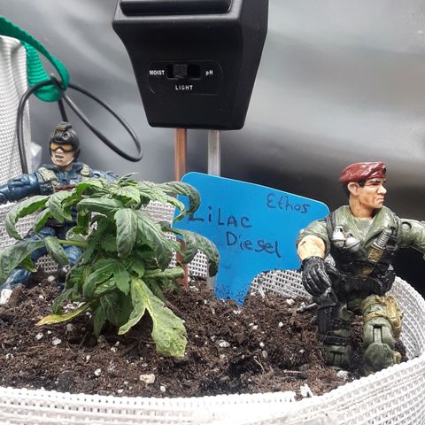 Lilac Diesel  growlog timeline photo