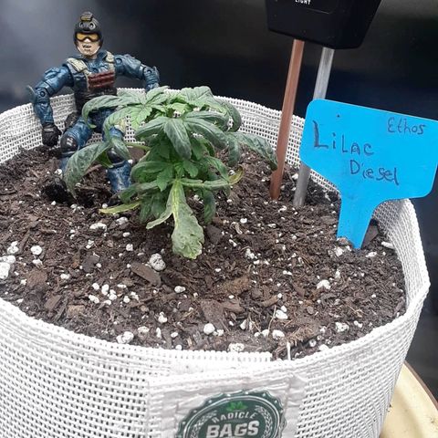 Lilac Diesel  growlog timeline photo