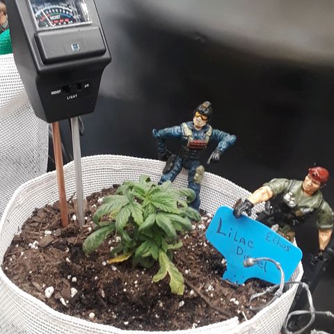 Lilac Diesel  growlog timeline photo