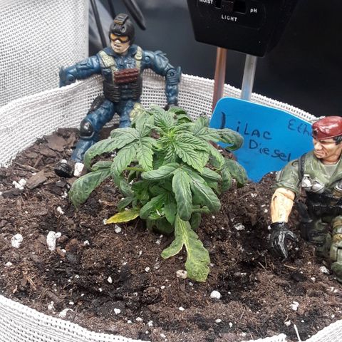 Lilac Diesel  growlog timeline photo