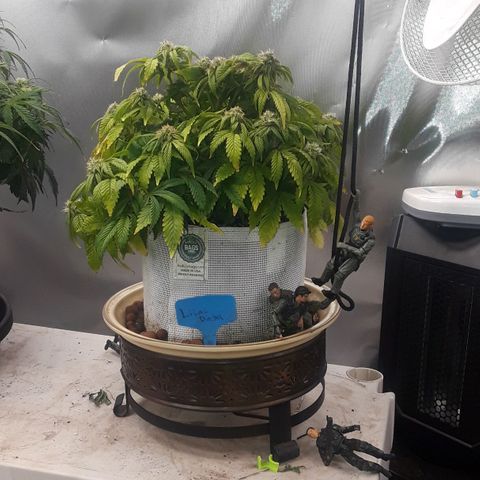 Lilac Diesel  growlog timeline photo