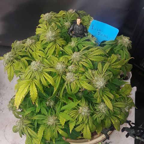 Lilac Diesel  growlog timeline photo