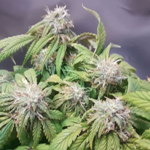Lilac Diesel  growlog timeline photo