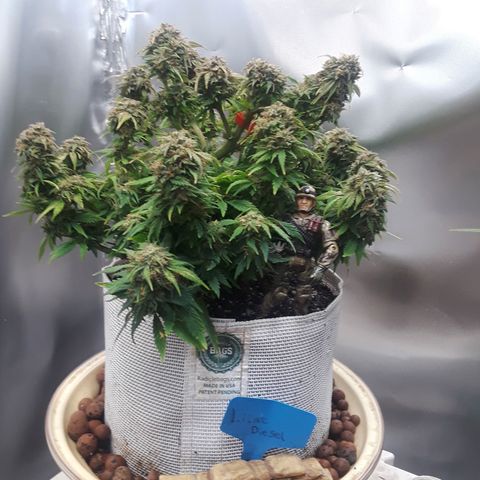 Lilac Diesel  growlog timeline photo