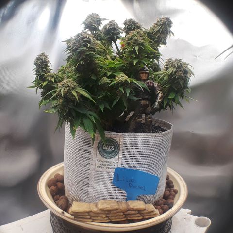 Lilac Diesel  growlog timeline photo