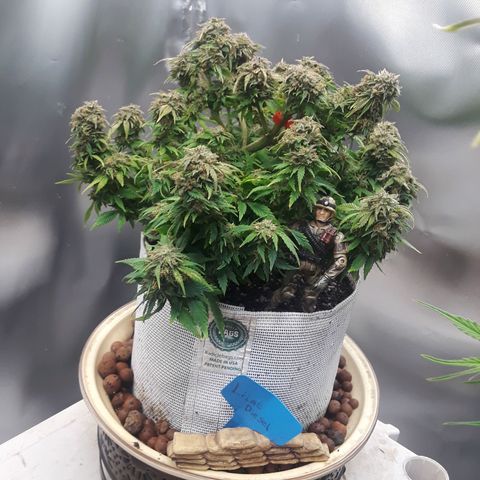 Lilac Diesel  growlog timeline photo