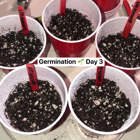Photoperiods growlog photo: Moved to grow tent. Still need a humidifier, surge protector and distilled water