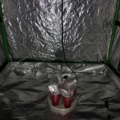 Photoperiods growlog photo: Moved to grow tent. Still need a humidifier, surge protector and distilled water