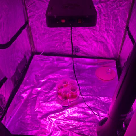Photoperiods growlog photo: The Photos are still germinating and I have 3 auto seeds in the back soaking in water.
Started at 9:30pm and will go into sleep cycle at 3:30pm tomorrow for a light cycle of 18:6