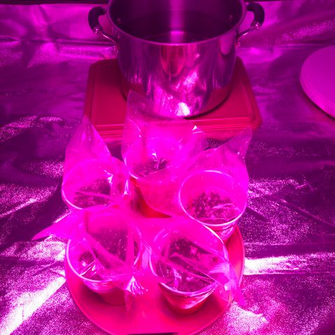 Photoperiods growlog photo: I added the pot of water for humidity