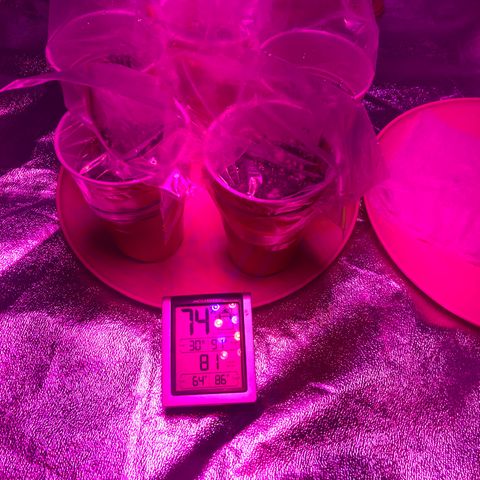 Photoperiods growlog photo: I added the pot of water for humidity