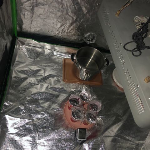 Photoperiods growlog photo: I added the pot of water for humidity