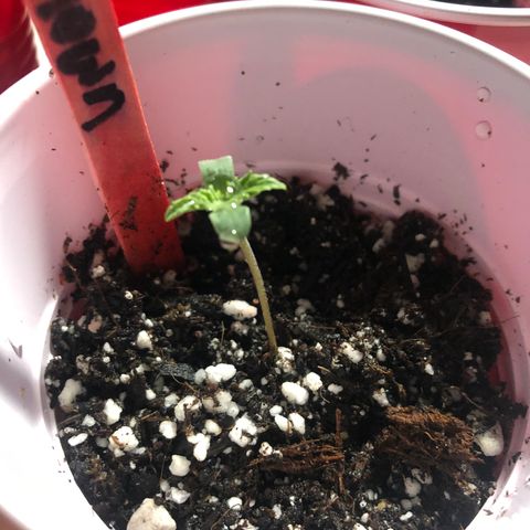 Photoperiods growlog photo: Second day growth of 1.5in the seedling in cup #1