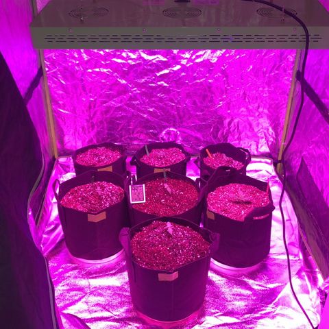 Photoperiods growlog photo: All plants are in the final pots 