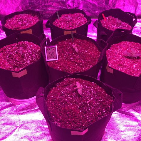 Photoperiods growlog photo: All plants are in the final pots 