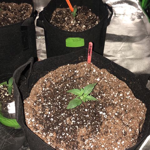 Photoperiods growlog photo: All plants are in the final pots 