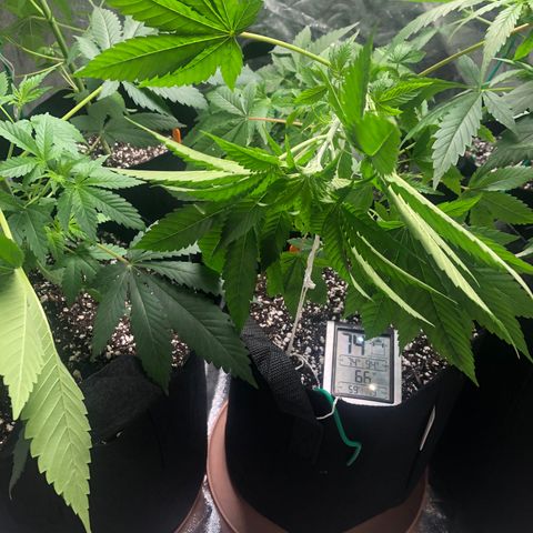 Photoperiods growlog photo: ADDED new light
Nutrients also