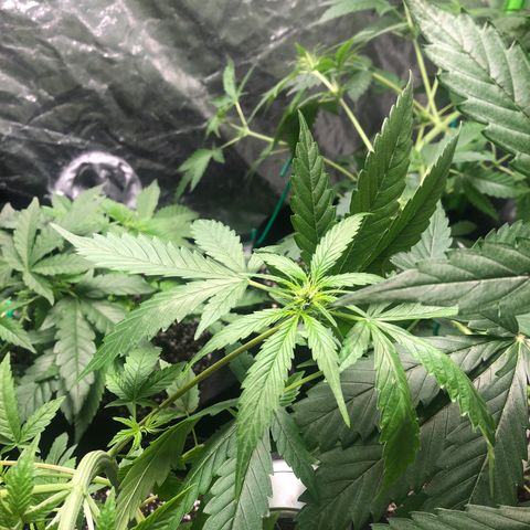 Photoperiods growlog photo: ADDED new light
Nutrients also