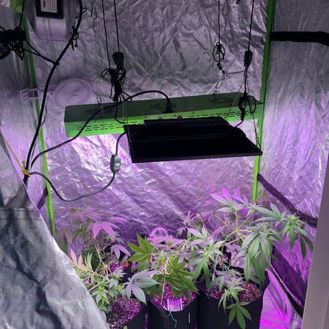 Photoperiods growlog photo: ADDED new light
Nutrients also