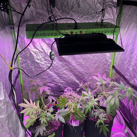 Photoperiods growlog photo: ADDED new light
Nutrients also
