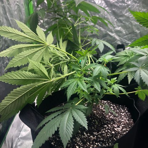 Photoperiods growlog photo: ADDED new light
Nutrients also
