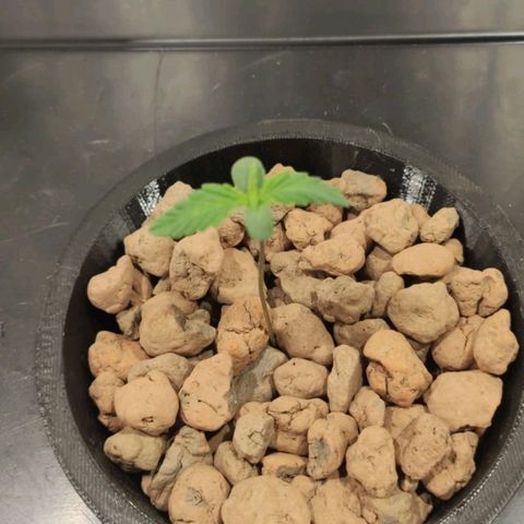 Durban Poison growlog timeline photo