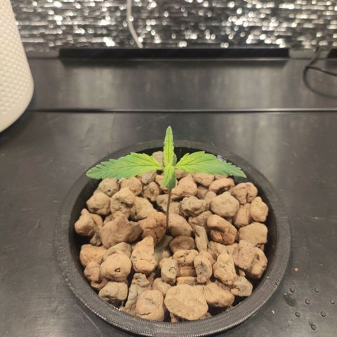 Durban Poison growlog timeline photo