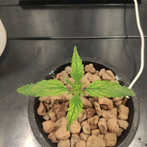 Durban Poison growlog timeline photo