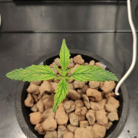 Durban Poison growlog photo: Problema de magnesio o hierro