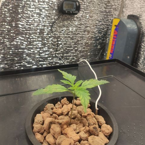 Durban Poison growlog timeline photo