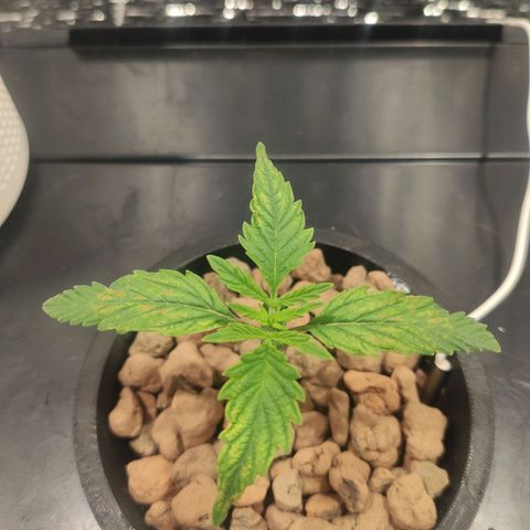 Durban Poison growlog timeline photo