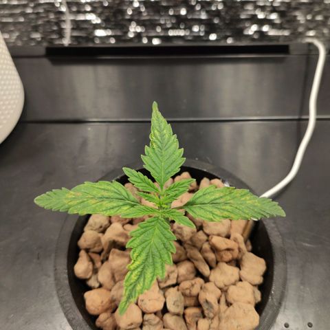 Durban Poison growlog timeline photo