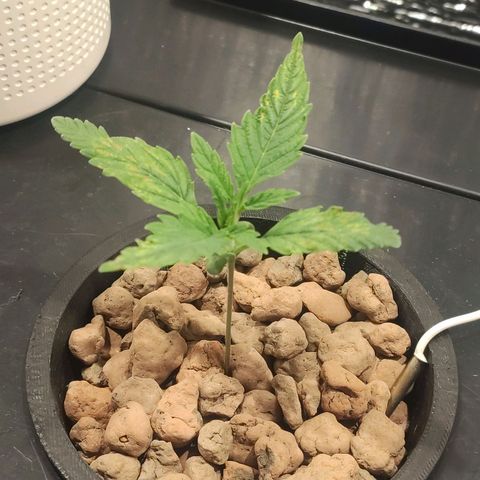 Durban Poison growlog timeline photo