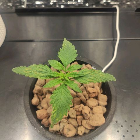 Durban Poison growlog timeline photo