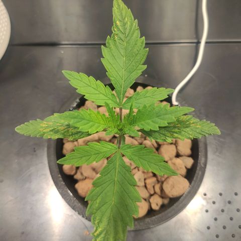 Durban Poison growlog timeline photo