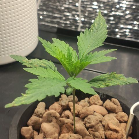 Durban Poison growlog timeline photo