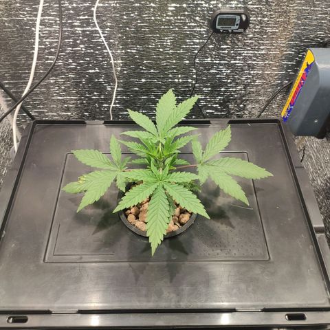 Durban Poison growlog timeline photo