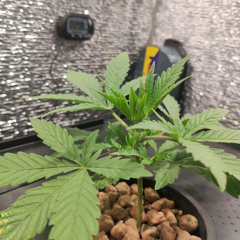 Durban Poison growlog timeline photo