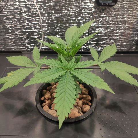 Durban Poison growlog timeline photo