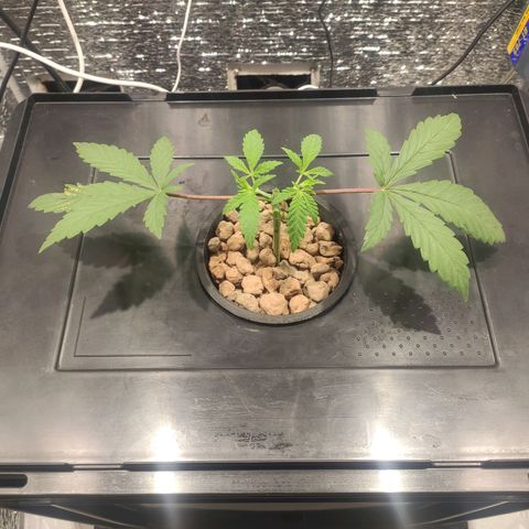 Durban Poison growlog photo: Poda apical y lollipop