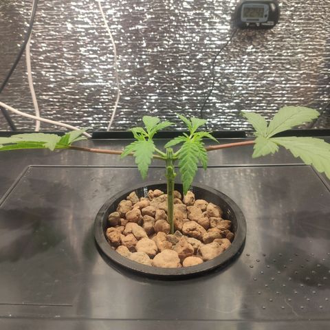 Durban Poison growlog photo: Poda apical y lollipop