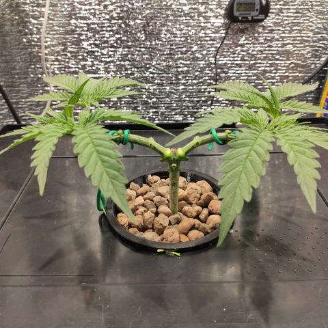 Durban Poison growlog photo: Se realizó poda de hojas y ramas no necesarias. 