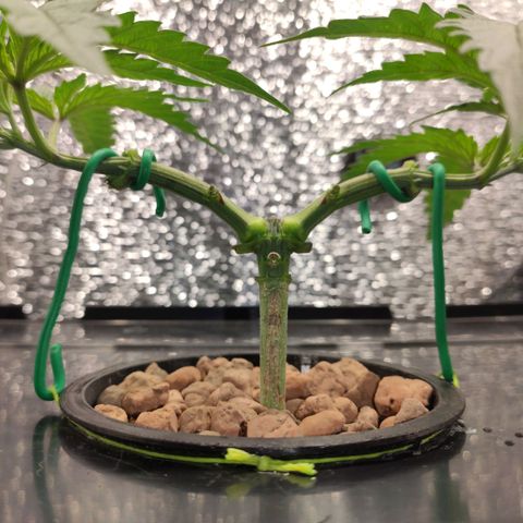 Durban Poison growlog photo: Se realizó poda de hojas y ramas no necesarias. 