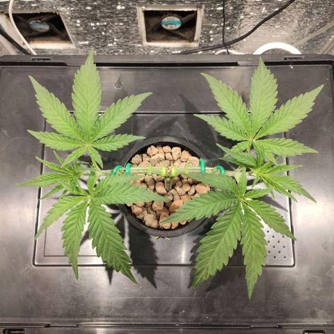 Durban Poison growlog photo: Se realizó poda de hojas y ramas no necesarias. 