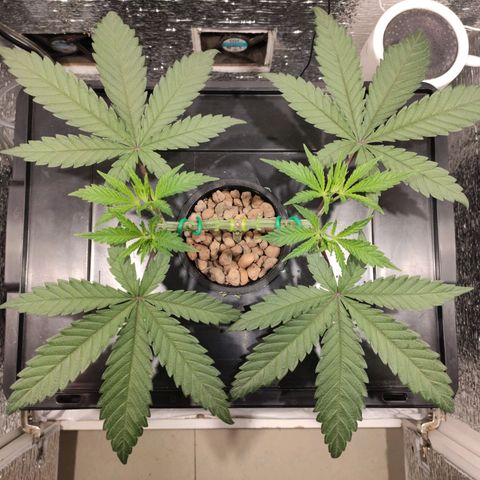 Durban Poison growlog timeline photo