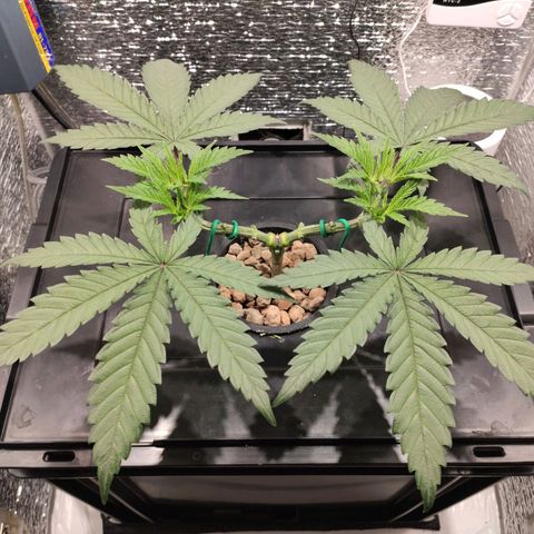 Durban Poison growlog timeline photo